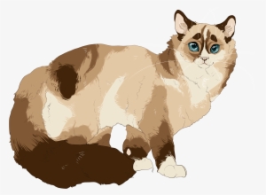 Pdufgle - Siamese #2021014