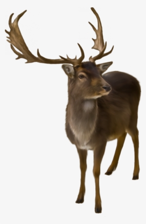 Pin By Alexandra Raluca On Copacioi - Reindeer Christmas Card #2021291