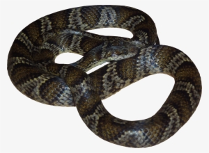 Viper Snake Png Royalty Free Library - Snakes #2022008