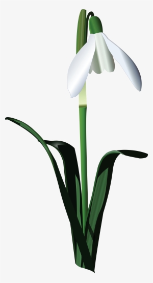 , , - Snowbell Flower Art Vector #2022431