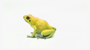 Poison Dart Frog Png Hd - Poison Dart Frog #2023827