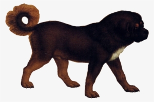 Tibetan Mastiff - Dog Png No Background #2024558