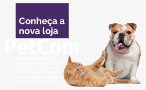 Petcom Banner Sem Fundo - Petacc Waterproof And Washable Pet Food Mat Silicone #2025196 Petcom Banner Sem Fundo - Petacc Waterproof And Washable Pet Food Mat Silicone #2025196