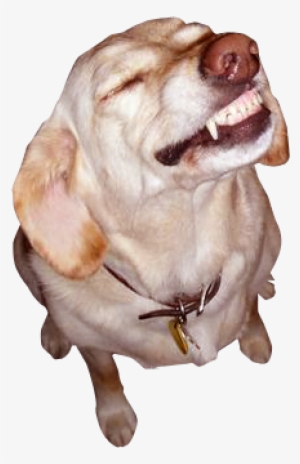 Love Is In The Air Dog #2025265