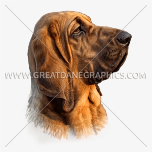 Hound Dog - Hound Dog Unique Strength; Excellent Scent Recognition #2025288 Hound Dog - Hound Dog Unique Strength; Excellent Scent Recognition #2025288