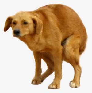 Post - Perro Cagando Png #2025385