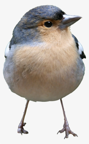 Bird Png Texture - High Quality Bird Png #2026549