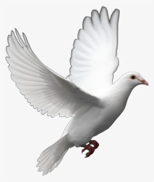 Dove With White Background #2027026