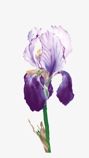 Simple Purple Flower Ornamental Element - Watercolor Painting #2027244