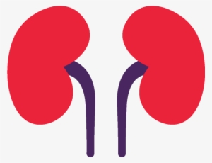A Complicated Type Of Stone Disease Caused By A Defective - Kidney Picture Png #2027764