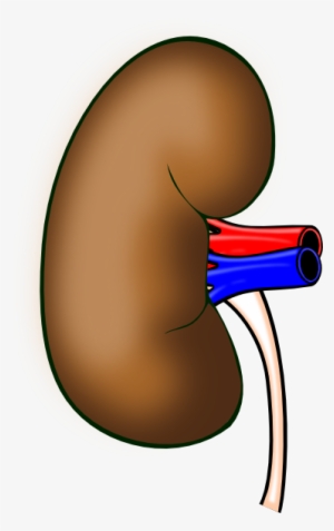 How To Set Use Human Kidney Clipart #2027983