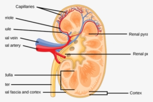 Interior Exterior Portion Of Kidney - Organ System Of An Arctic Fox ...