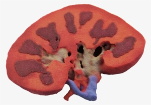 60117-kidney Half - Kidney #2028197