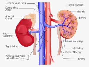 Illustration Of The Kidneys, With The Following Components - Kidney #2028263