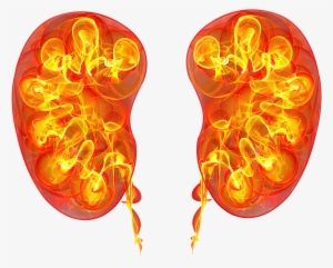 Kidney #2028428