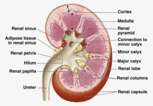 Image Showing Microscopic Structure Of Human Kidney #2028463
