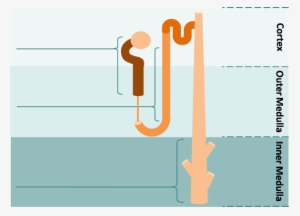 Nephron Image - Tal Kidney #2028490