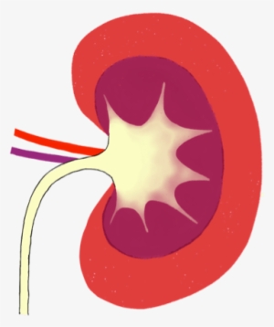 Kidney - Circle #2028537 Kidney - Circle #2028537