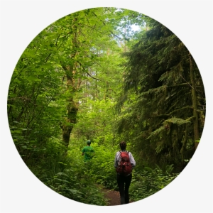 Forrest - Portable Network Graphics #2030594