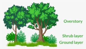 Forrest Image - Arboles Y Arbustos Dibujos #2031095