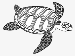 Sea Turtle Clipart Black And White - Green Sea Turtle Black And White #2032405