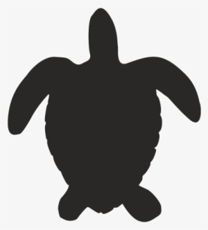 14733186423 Sea Animals 03 - Kemp's Ridley Sea Turtle #2032618