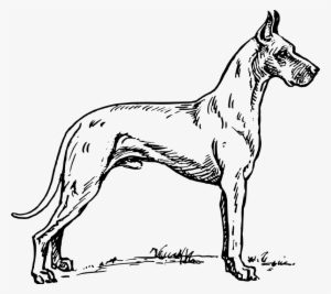 1330024772-great Dane - Great Dane Throw Blanket #2033162