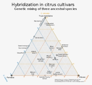Citrus Fruits Clustered By Genetic Similarity Of Partial - Diagram #2033816