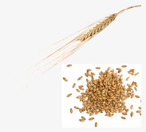 Grain To Growler - Malt #2033883