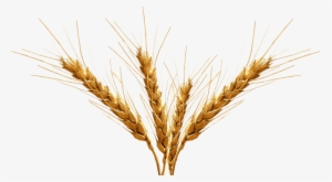 Free Png Barley Image Png Images Transparent - Barley Png #2033916