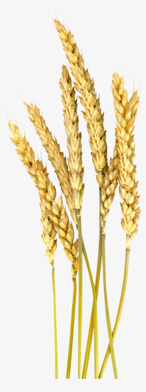 Vector Stock Barley Vector Wheat - Png Barley #2033965
