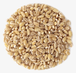 Small Pile Of Grain - Barley Grains #2034056