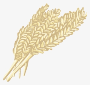 File - Barley - Wiki #2034117 File - Barley - Wiki #2034117