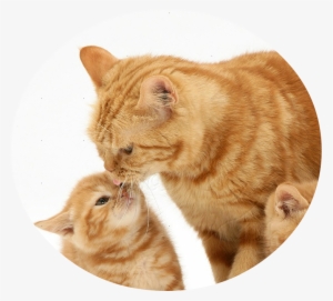 13064 Ginger Cat And Kittens White Background - Hayvanlarda Yavru Bakımı #2034319 13064 Ginger Cat And Kittens White Background - Hayvanlarda Yavru Bakımı #2034319