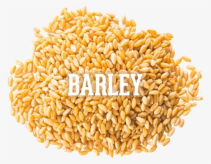 1956349498 - Emmer #2034478