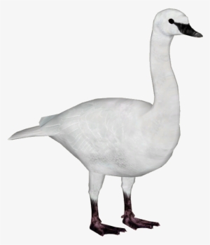 Trumpeter Swan - Zoo Tycoon 2 Goose Download #2035024