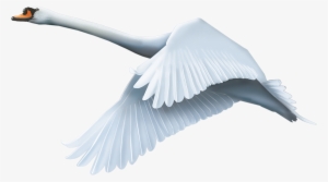 Swan Png #2035052