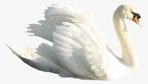 Swan Png #2035097