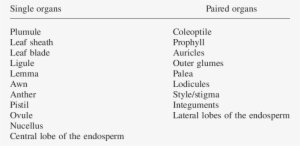 Single And Paired Organs Of Barley - Barley #2035126