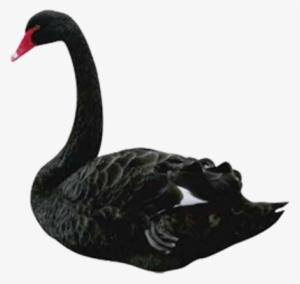 Black Swan #2035399