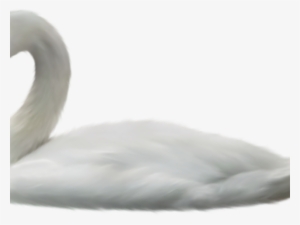 Swan Png Transparent Images - Swan #2035591