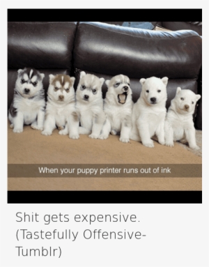 Animals, Dogs, And Funny Jokes - Day They Still Dont Know Im A Dog #2036235