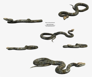 Python Snake Free Transparent By Madetobeunique On - Python Snake Transparent #2038117