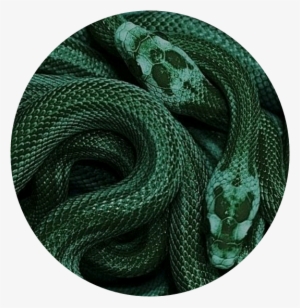 Green Snake Aestheticcircle Circle - Dark Green Aesthetic Snake #2038120