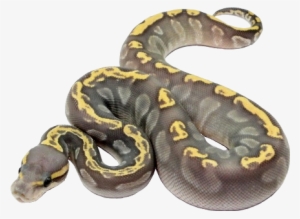 Snakes #2038141