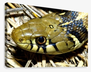 Checkered Garter Snake's Head Canvas Print - Thamnophis Marcianus #2038167 Checkered Garter Snake's Head Canvas Print - Thamnophis Marcianus #2038167