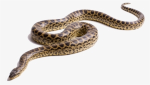 Anaconda Png Transparent Anaconda - Green Anaconda Png #2038255
