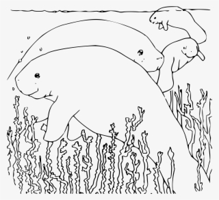 How To Set Use Coloring Book Manatee Icon Png #2038650