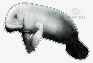 Image Royalty Free Stock Clipart Marine Mammal For - Manatee Transparent Background #2038678
