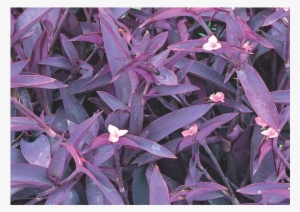 Purple Heart - Purple Queen Plant #2039046